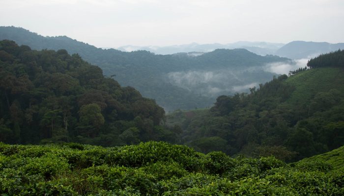 bwindi1