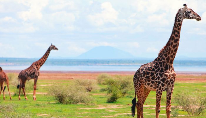 lake manyara1
