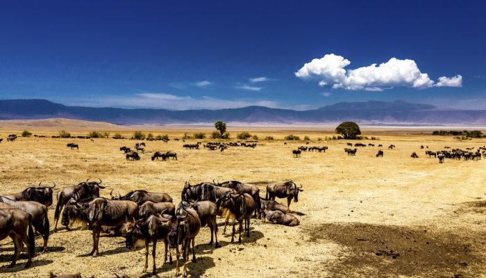 ngorongoro crater