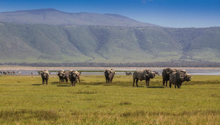 ngorongoro highland1