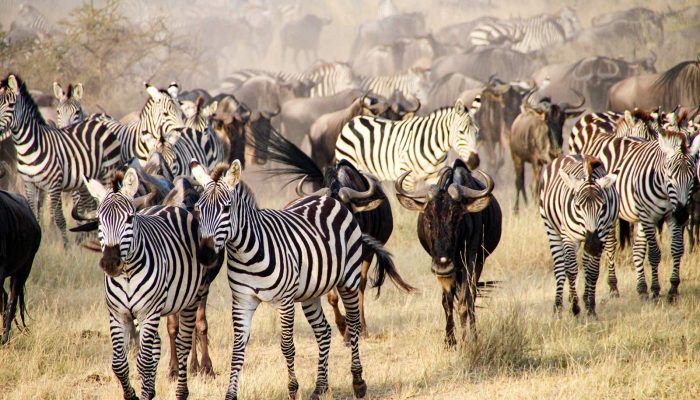 The big migration, Serengeti National Park, Tanzania